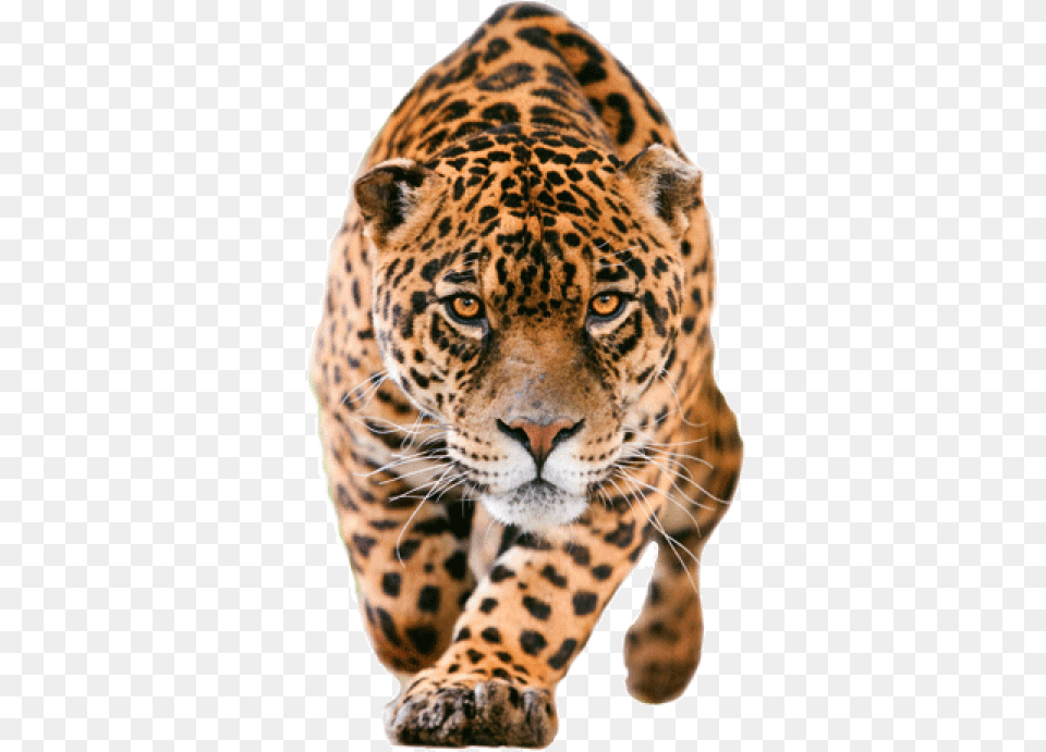 Leopard No Background, Animal, Mammal, Panther, Wildlife Free Png