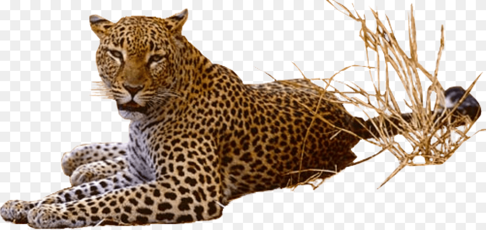 Leopard Pic, Animal, Mammal, Panther, Wildlife Free Png