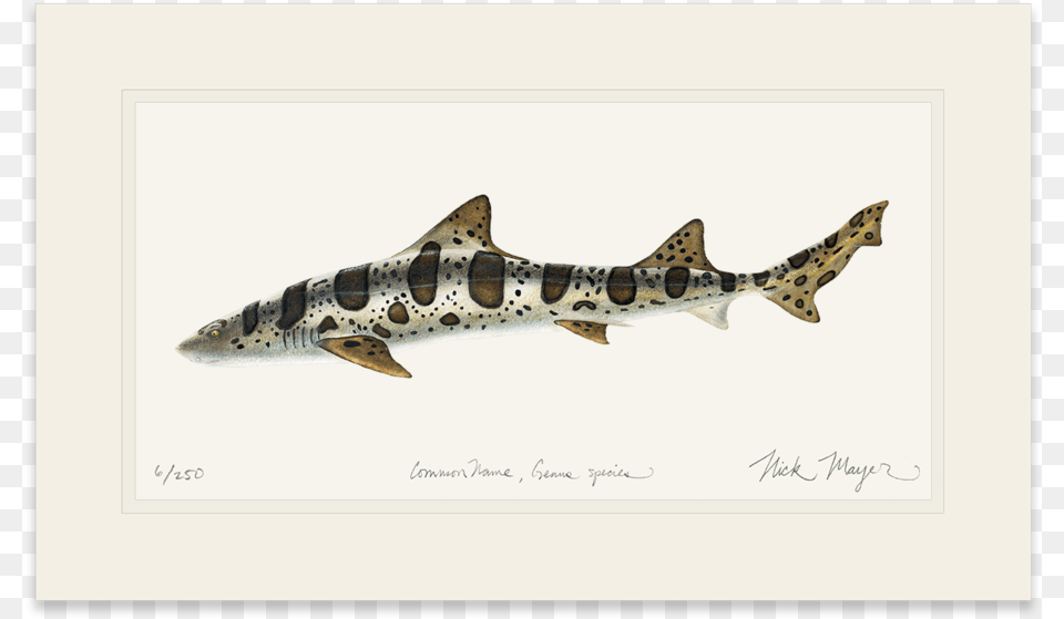 Leopard Shark, Animal, Fish, Sea Life Free Png