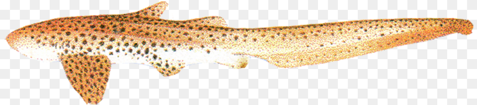 Leopard Shark Stegostoma Fasciatum, Animal, Sea Life, Fish Png