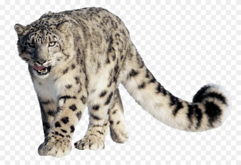 Leopard Snow, Animal, Mammal, Panther, Wildlife Free Transparent Png