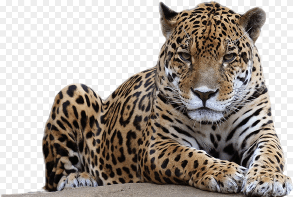 Leopard Spots Leopard Png Image