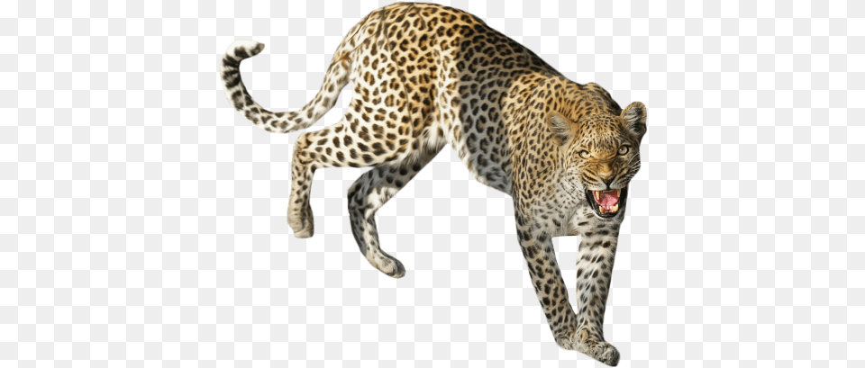 Leopard Standing Images Transparent Leopard, Animal, Mammal, Panther, Wildlife Png