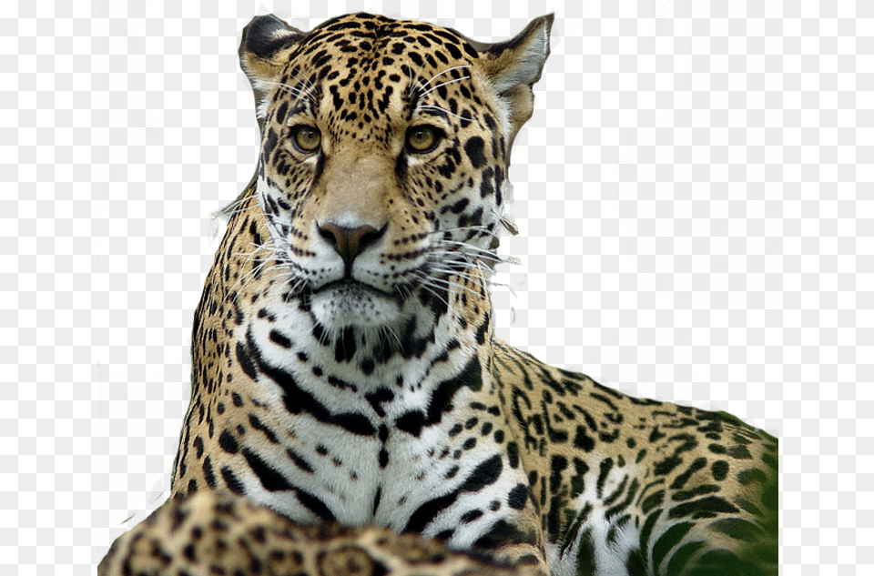 Leopard Tiger Jaguar Lion, Animal, Mammal, Panther, Wildlife Free Png