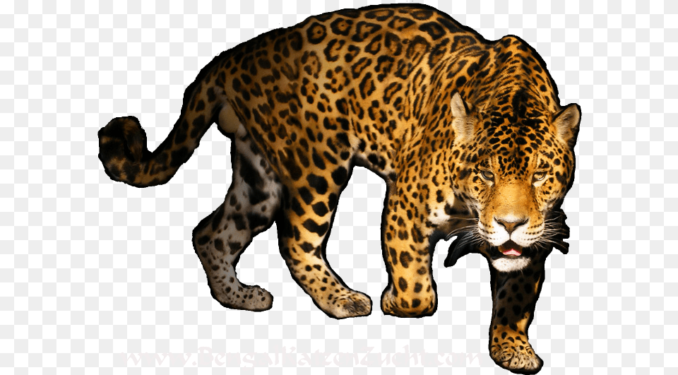 Leopard Transparent Image For Designing, Animal, Mammal, Panther, Wildlife Png