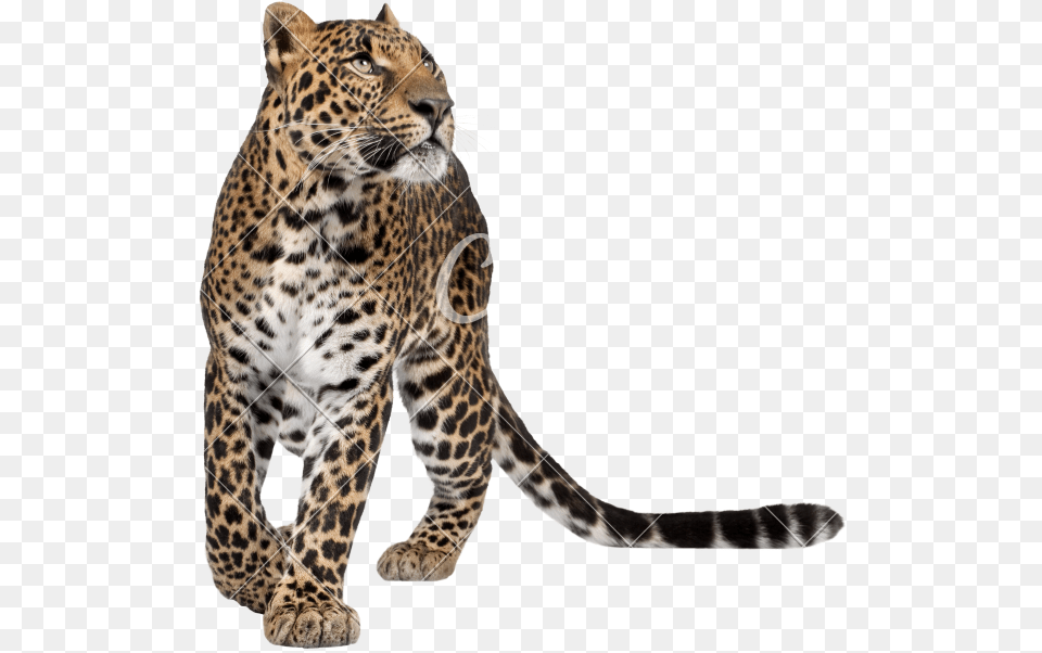 Leopard Transparent Walking, Animal, Mammal, Panther, Wildlife Png