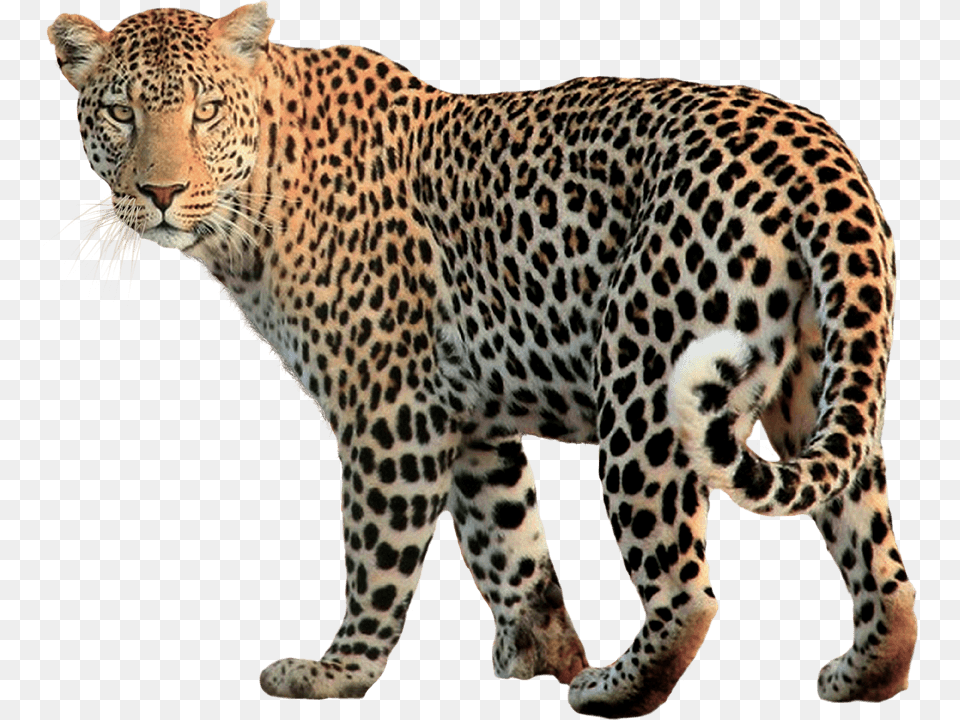 Leopard Walking Back, Animal, Mammal, Panther, Wildlife Free Transparent Png