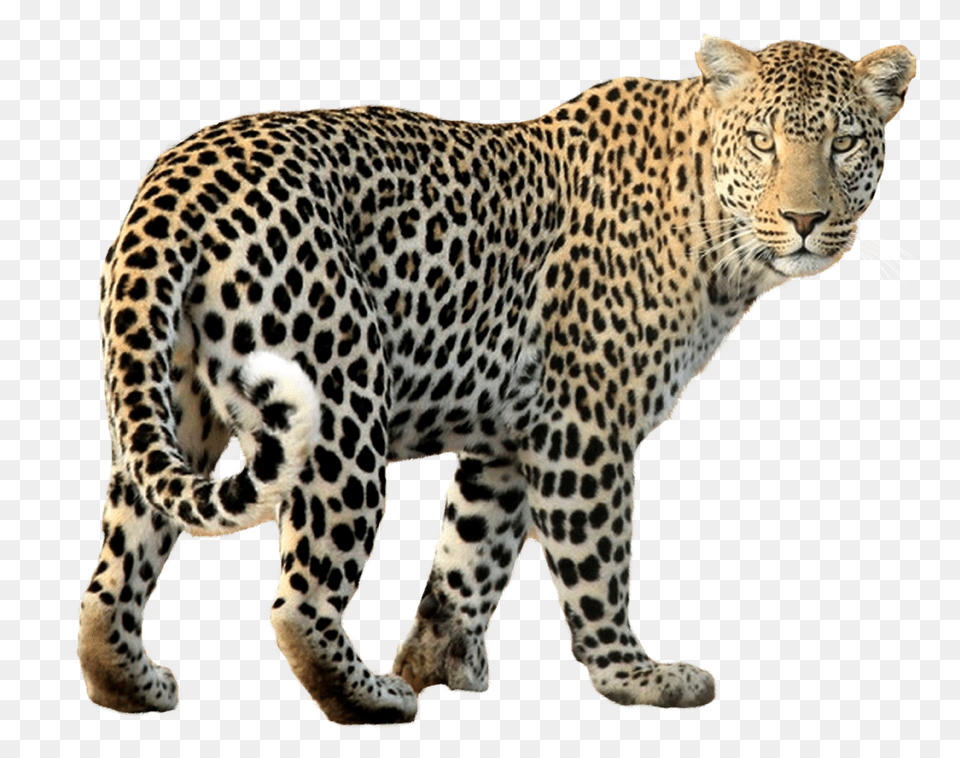 Leopard Walking Image Leopard, Animal, Mammal, Panther, Wildlife Free Png Download