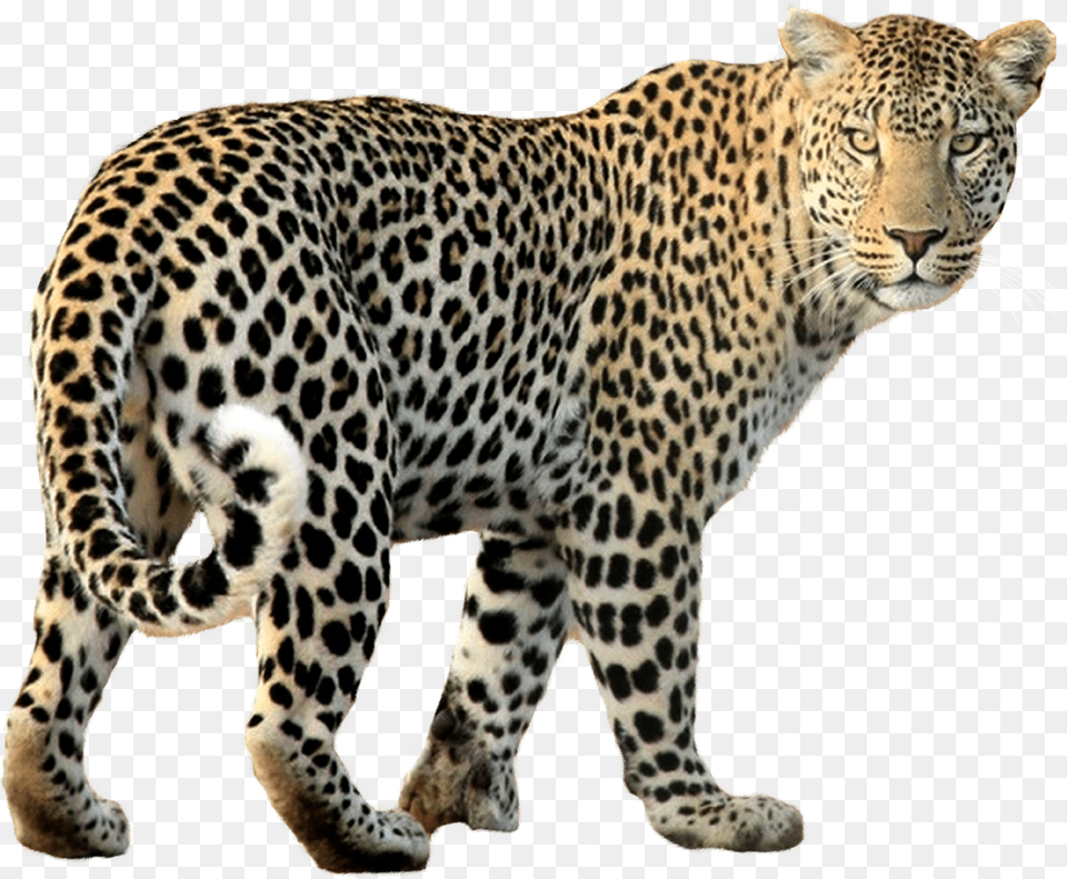 Leopard Walking Leopard, Animal, Mammal, Panther, Wildlife Free Png Download