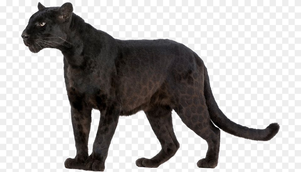 Leopard Wildcat Black Panther Felidae Black Panther Animal, Mammal, Wildlife, Cat, Pet Free Png Download