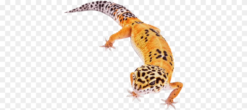Leopardgecko Leopard Gecko Reptile Sticker By Starla Noah Neck Funny, Animal, Lizard Png Image