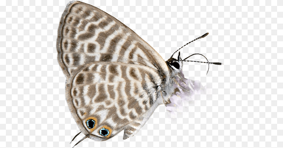 Lep, Animal, Butterfly, Insect, Invertebrate Png Image