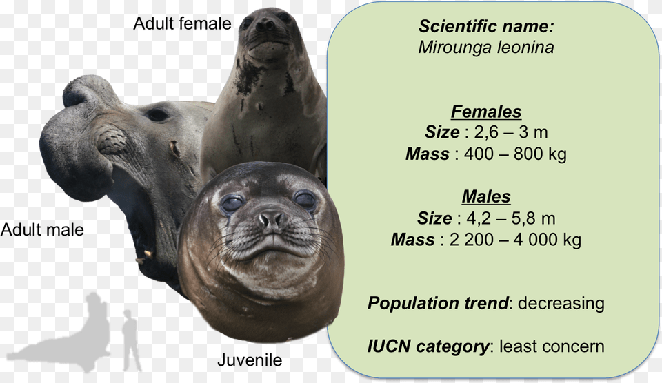 Leph Elephant Seals, Animal, Seal, Sea Life, Mammal Free Png