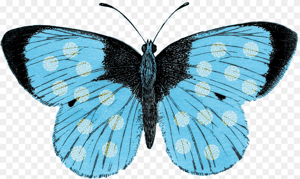 Lepidoptera, Animal, Butterfly, Insect, Invertebrate Png Image