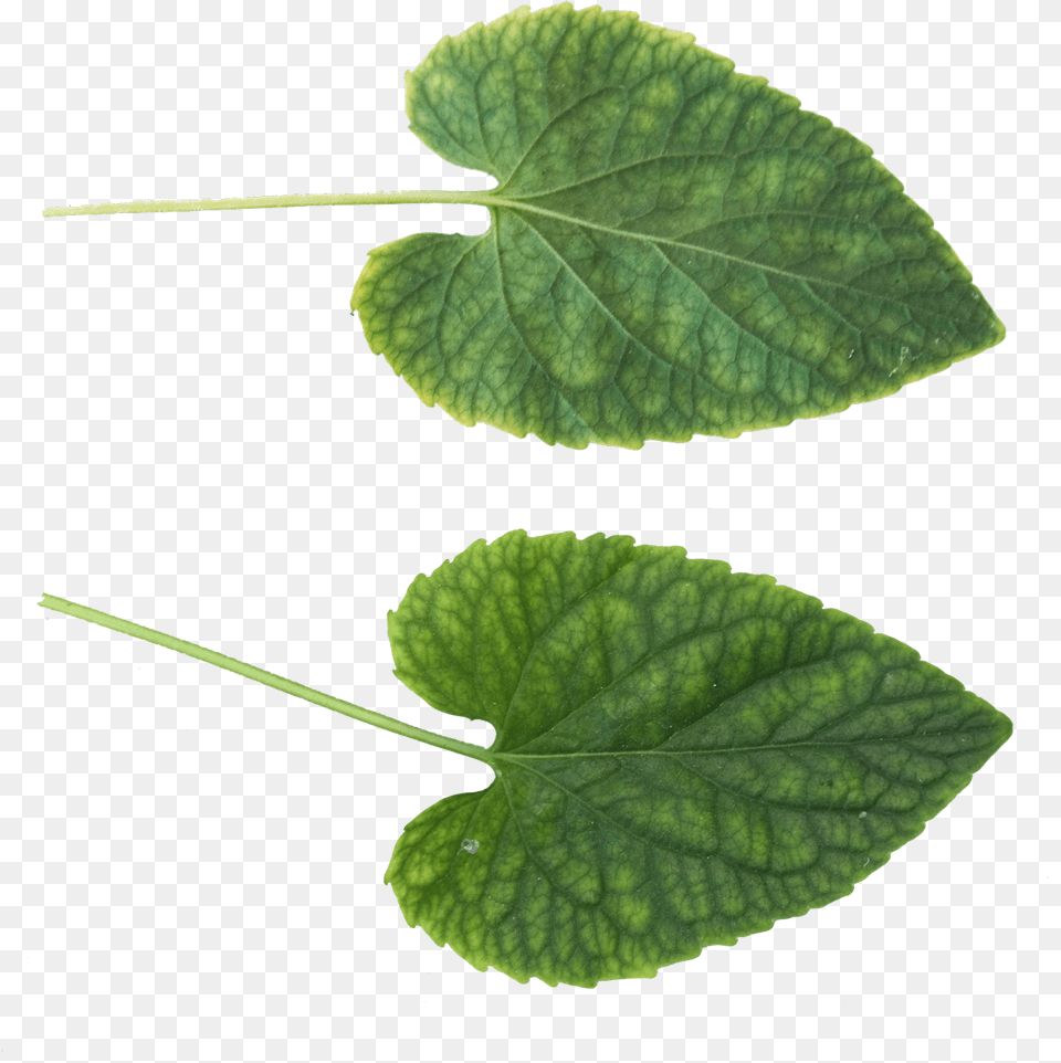 Les Verts Quittent Le Images Tlcharger Crazypng Leaf Texture, Herbal, Herbs, Plant Free Png Download