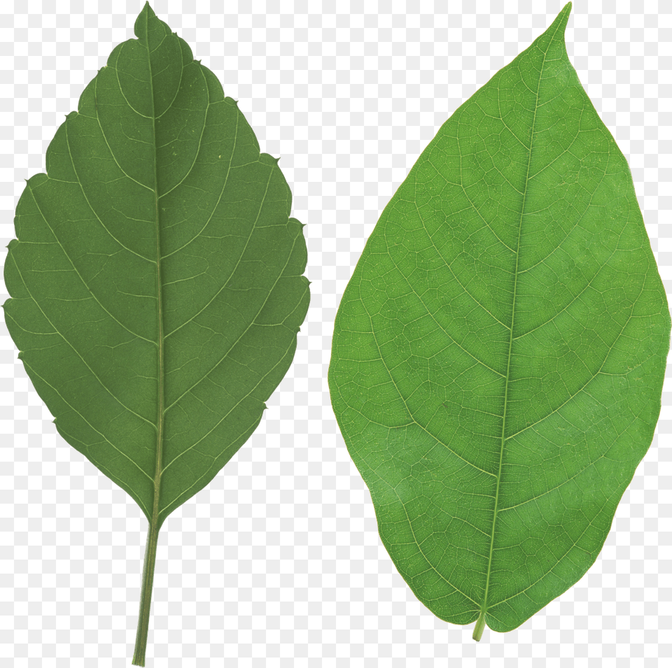 Les Verts Quittent Le Leaf Free Png Download