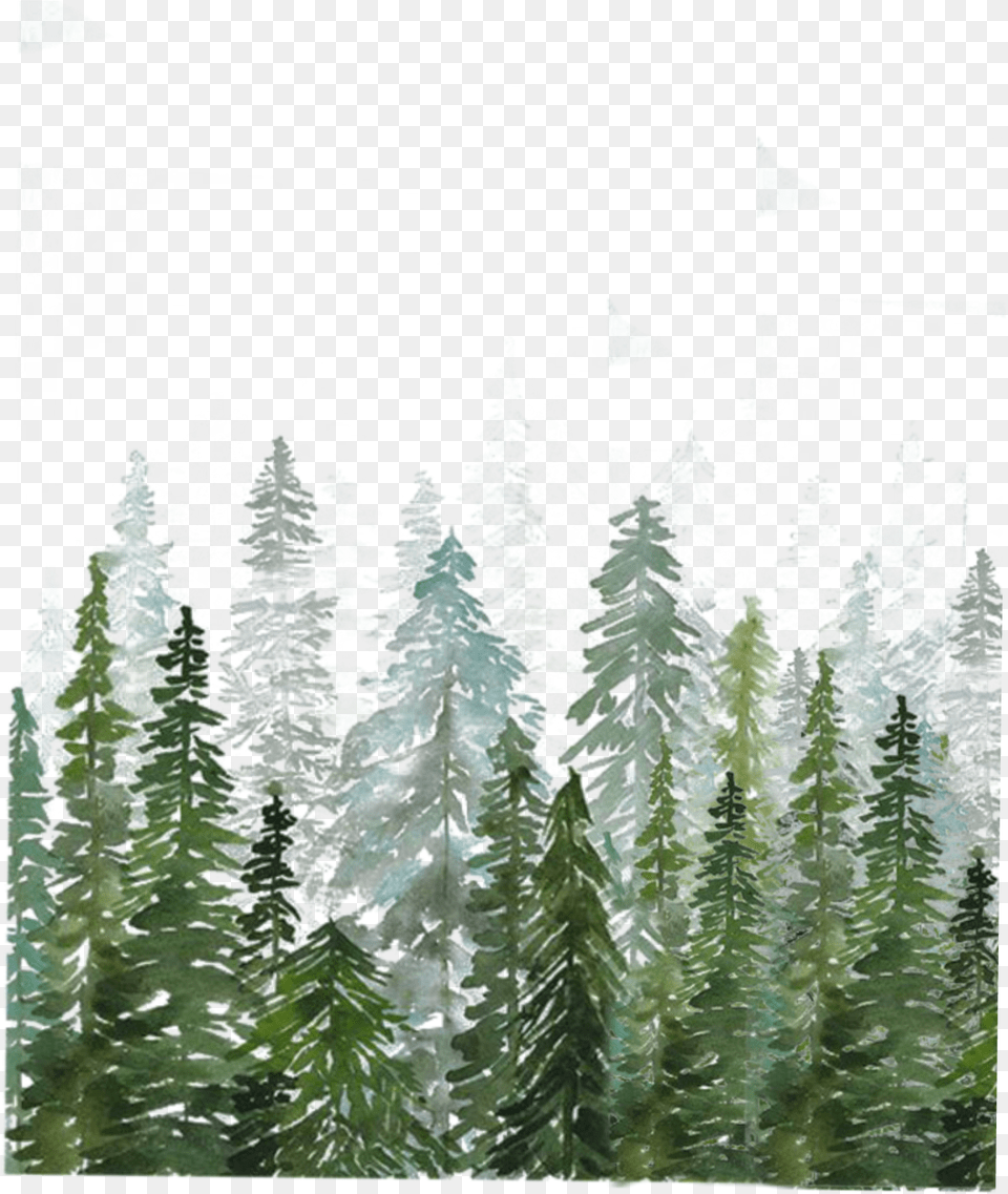 Les Watercolor Pine Tree Forest, Fir, Vegetation, Plant, Ice Free Transparent Png