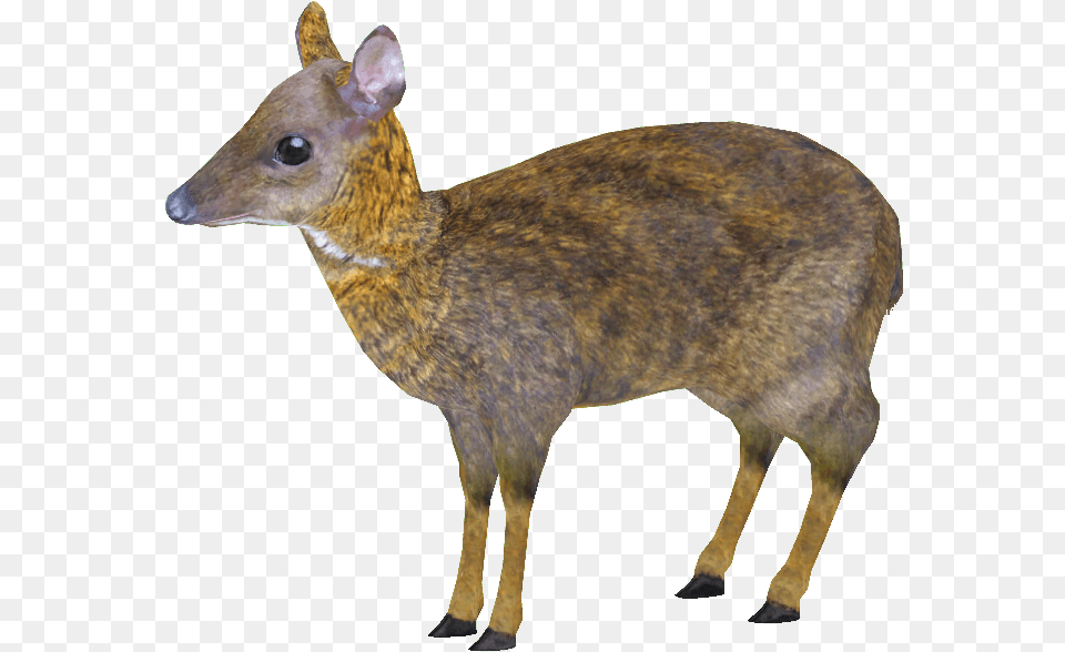Lessermousedeer Longi Lesser Mouse Deer, Animal, Mammal, Wildlife, Antelope Png Image