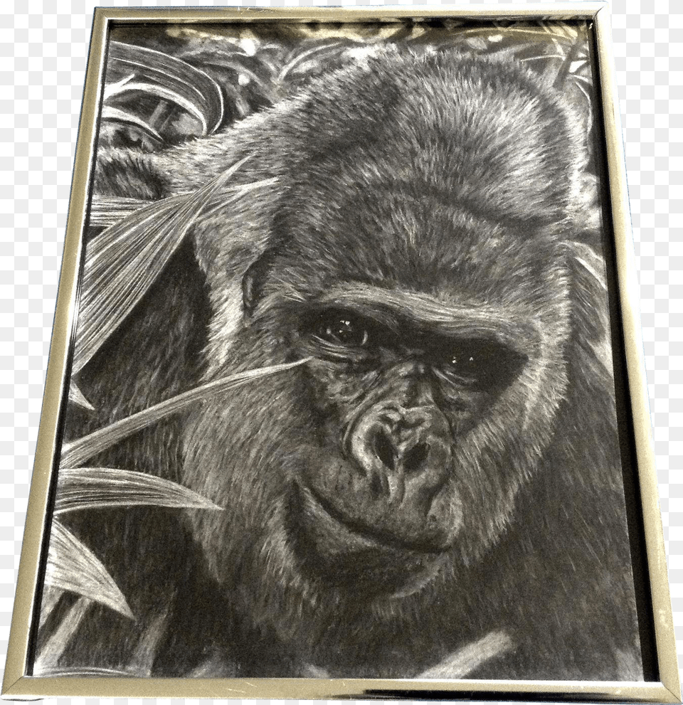 Lessonpix Mobile Clip Art, Animal, Ape, Mammal, Wildlife Free Png