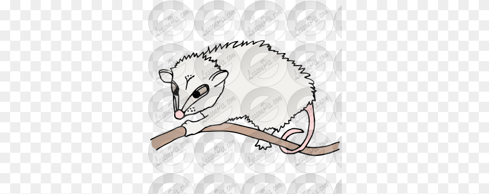 Lessonpix Mobile Opossum, Animal, Mammal, Wildlife, Possum Free Transparent Png