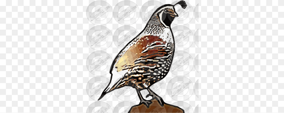 Lessonpix Mobile Turkey, Animal, Bird, Quail, Can Png