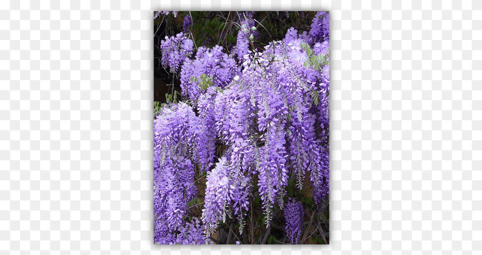 Lessons From A Wisteria Vine Wisteria Color, Flower, Plant, Purple, Lupin Png Image