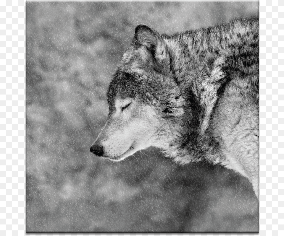 Let It Snow Am A Lone Wolf It Blows My Mind, Animal, Mammal, Canine, Dog Png Image