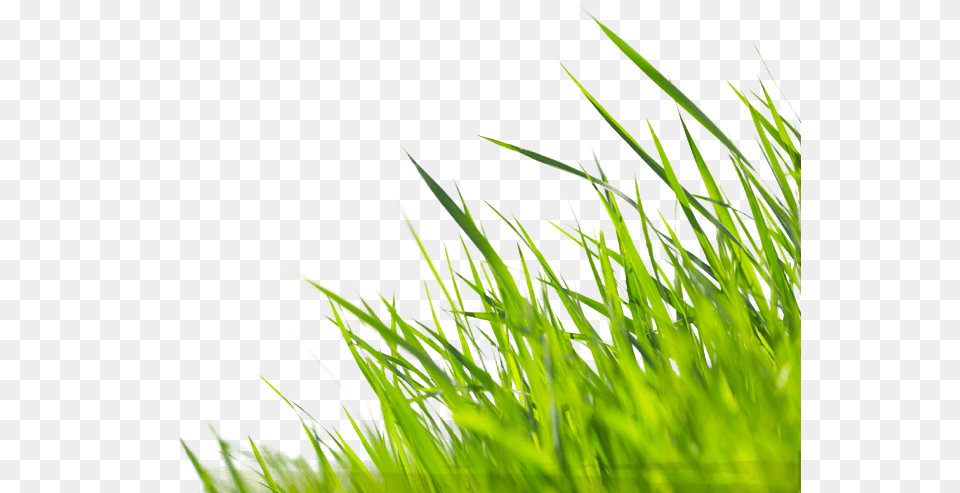 Let Us Do The Bragging For You Submit Your Photo To Wallpaper, Grass, Green, Lawn, Plant Free Png