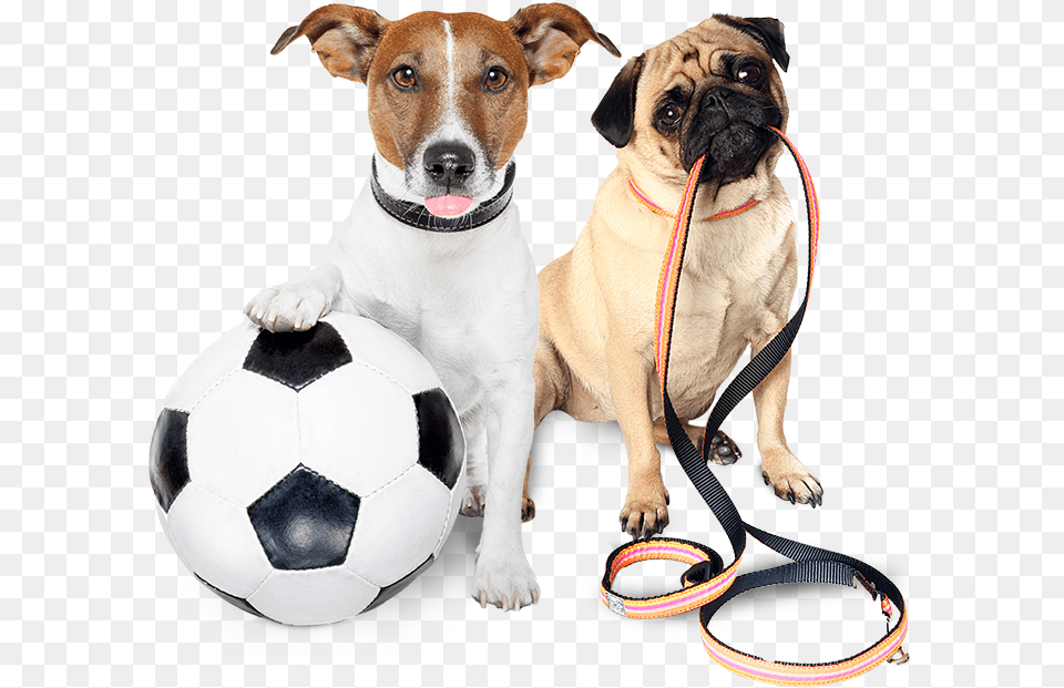Let Your Pet Be Our Priority Dog Needs A Walk, Accessories, Sport, Soccer Ball, Soccer Free Png