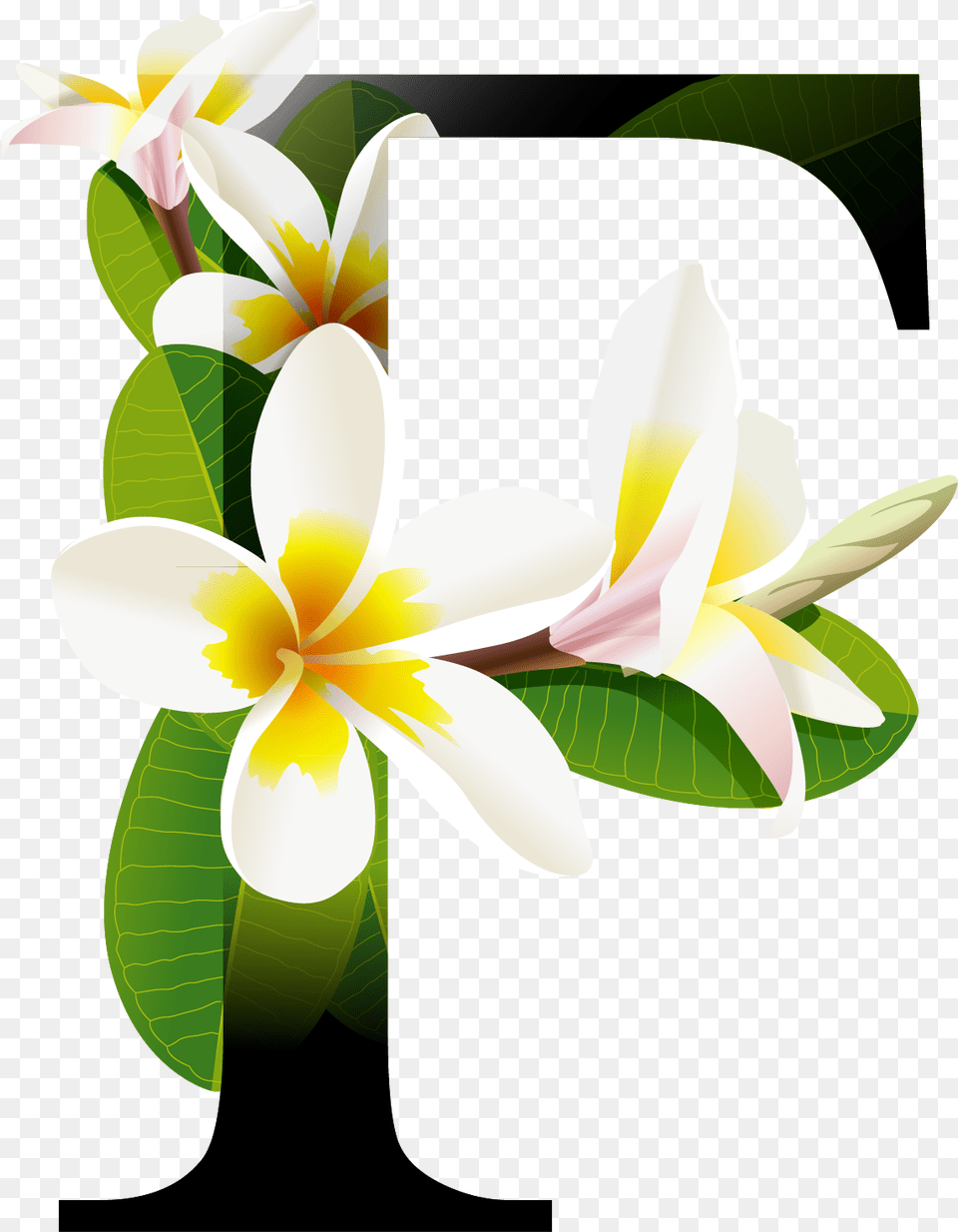 Letra F Com Flores, Flower, Plant, Petal, Lily Free Png