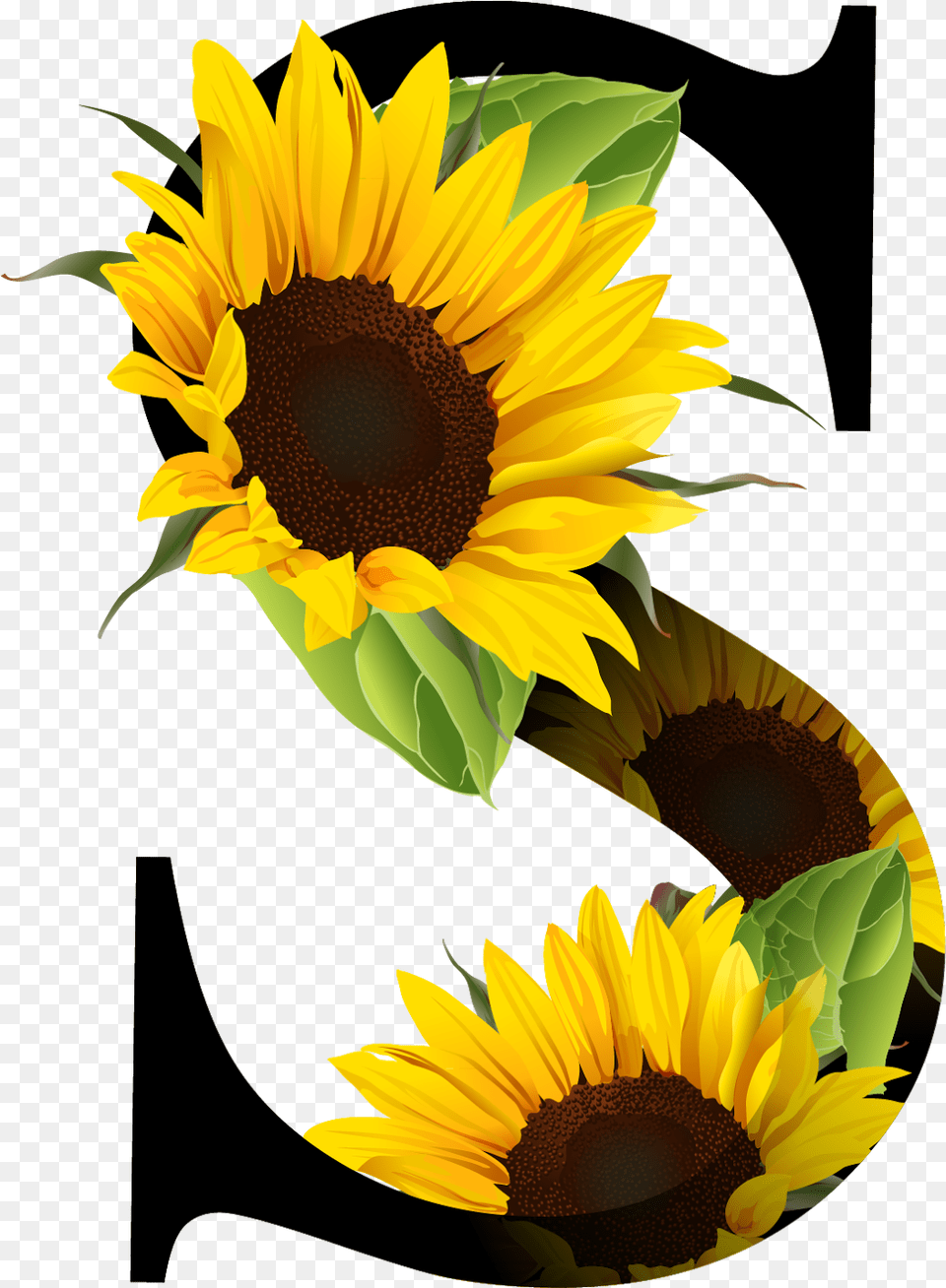 Letra S Con Girasoles, Flower, Plant, Sunflower Png