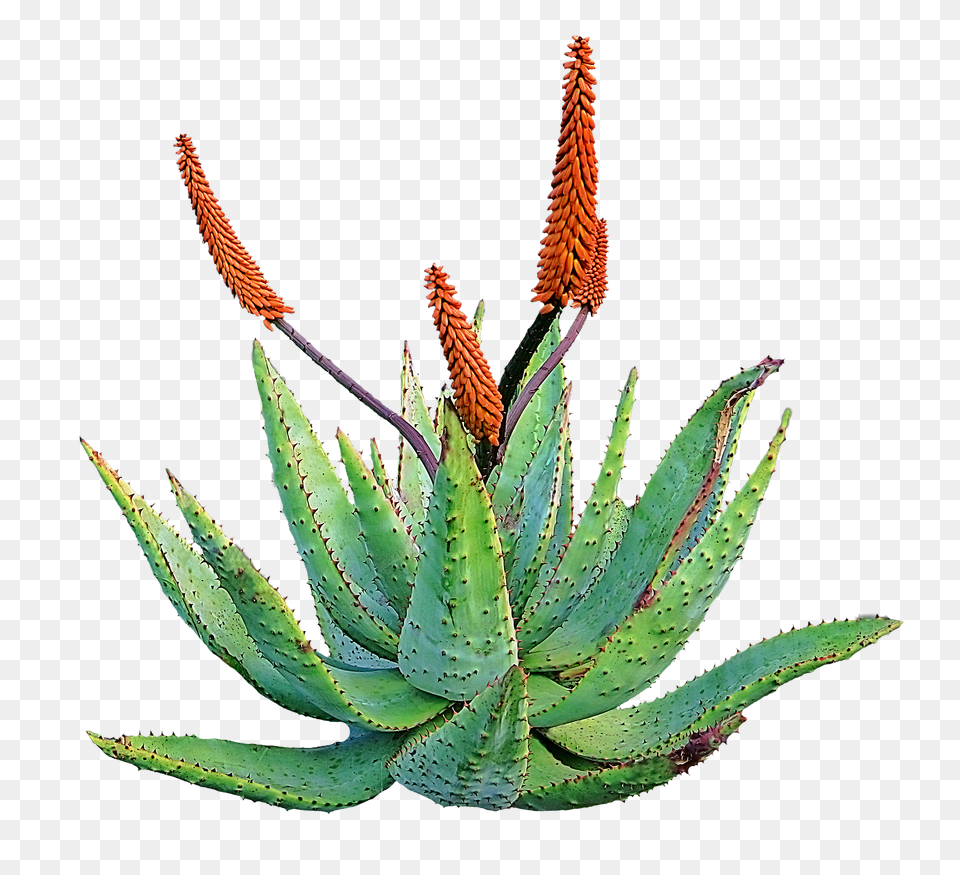 Lets Talk About Aloe Vera Befantastico, Plant Free Png Download