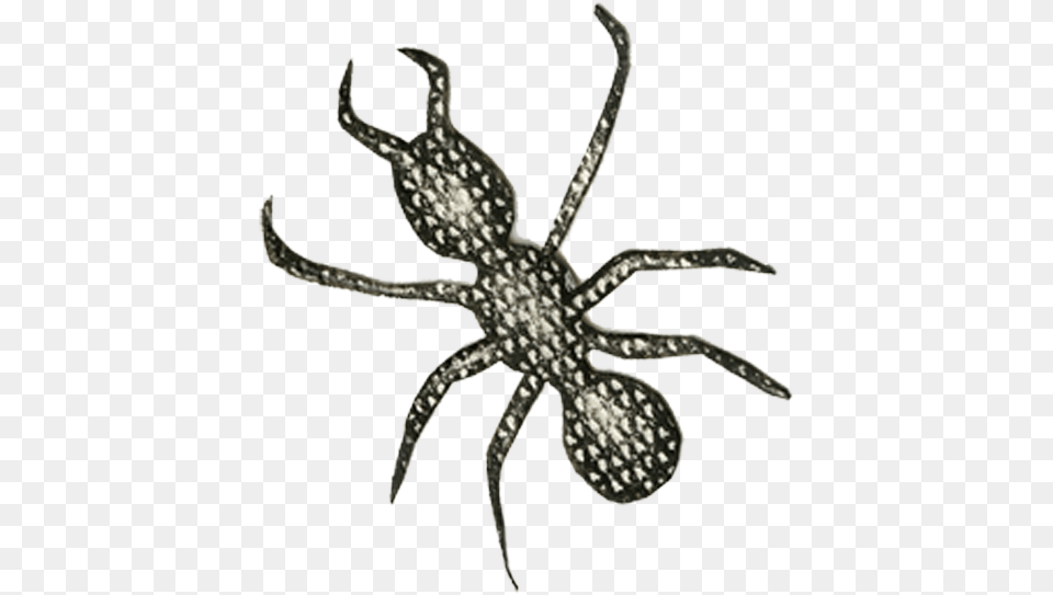 Letter A, Animal, Invertebrate, Spider Png Image