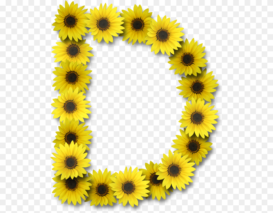 Letter D With Sunflowers, Flower, Plant, Sunflower Png Image