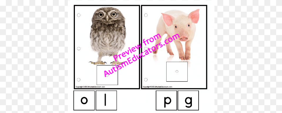 Letter Sounds Interactive Work Task Bundle For Autismspecial Owl Picture With White Background, Animal, Mammal, Pig, Bird Free Transparent Png