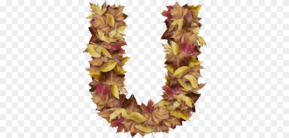 Letter U From Dry Leaves Prince Of Wales Feathers, Accessories, Plant, Leaf, Flower Arrangement Free Transparent Png