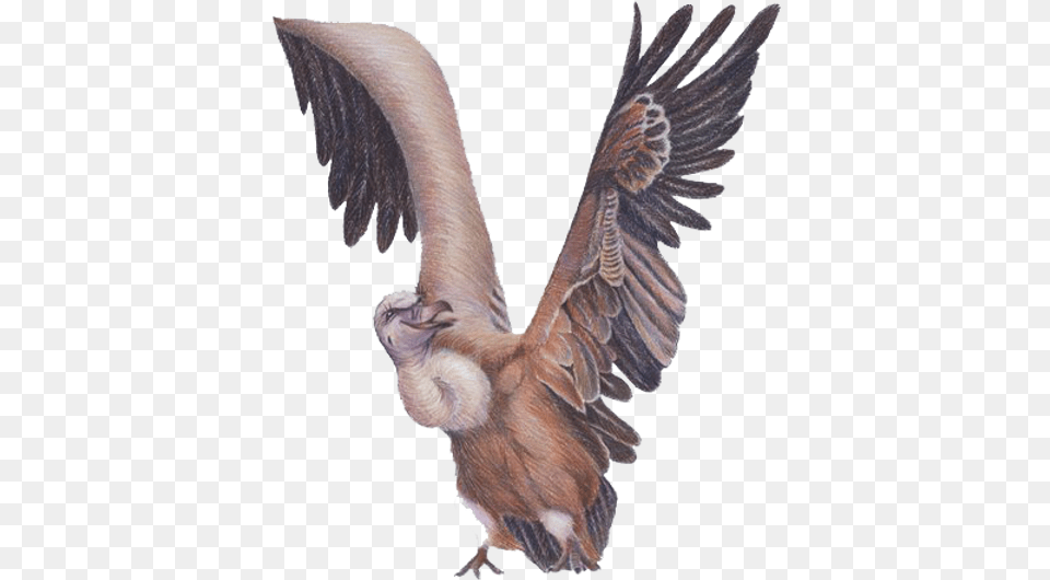 Letter V Condor, Animal, Bird, Vulture, Flying Free Transparent Png