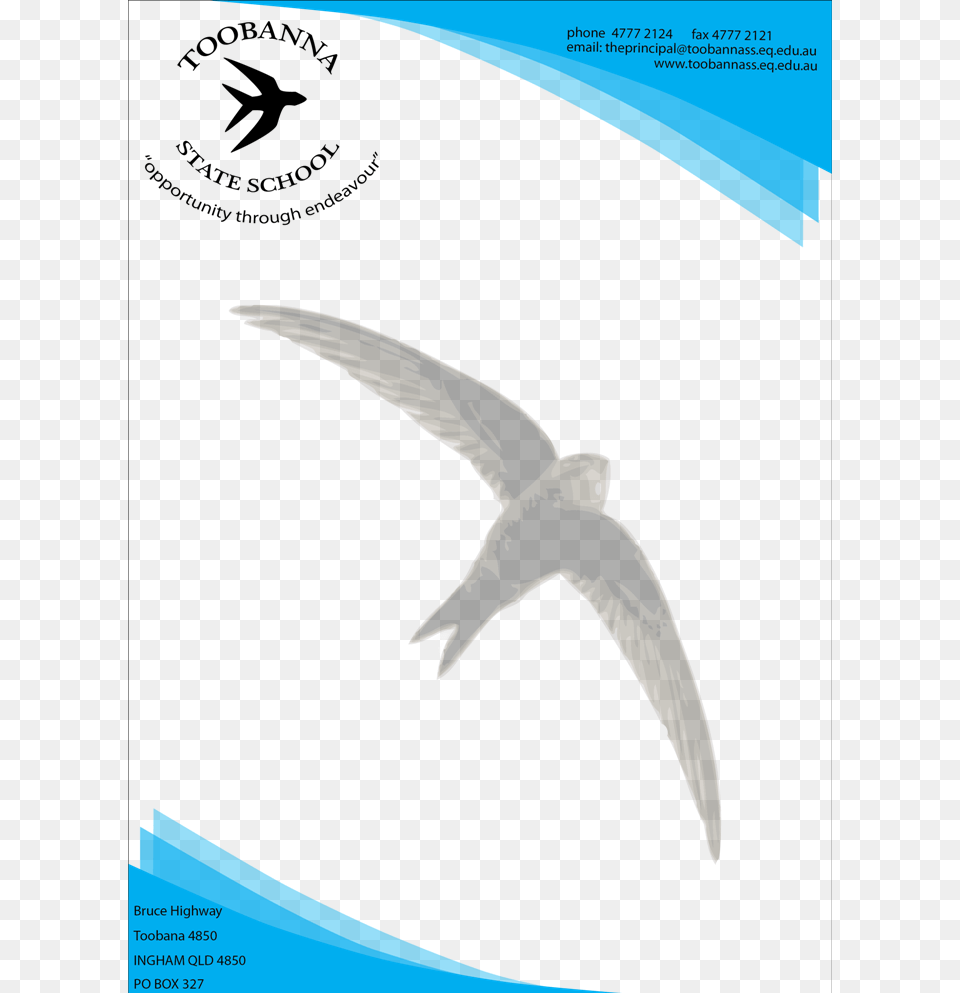 Letterhead Design By Rally For Toobanna State School Chim Yen, Animal, Bird, Flying, Blade Free Png