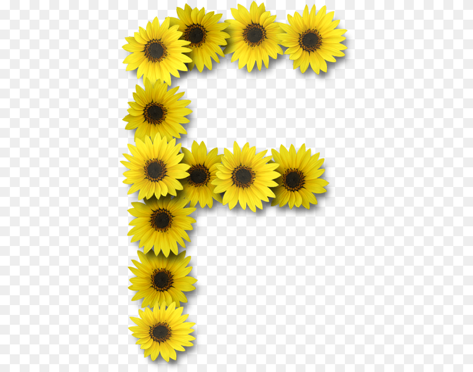 Lettering Alphabet Sunflower Wallpaper Letter E Sunflower, Daisy, Flower, Plant, Petal Free Png