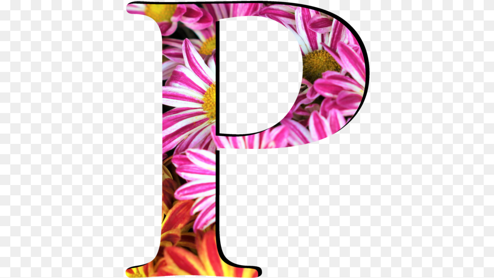 Letters Flower Design, Daisy, Plant, Text, Petal Free Transparent Png