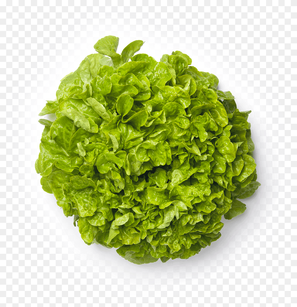 Lettuce, Food, Plant, Produce, Vegetable Free Png