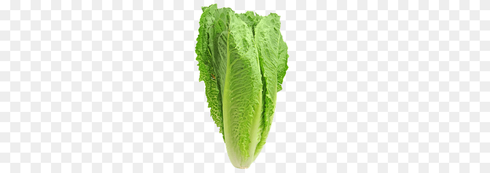 Lettuce Food, Plant, Produce, Vegetable Png Image
