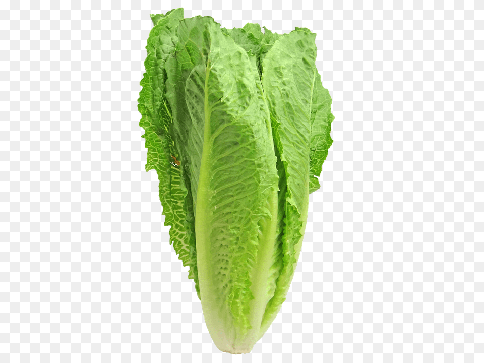 Lettuce Food, Plant, Produce, Vegetable Free Transparent Png