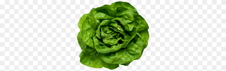 Lettuce, Food, Plant, Produce, Vegetable Png Image