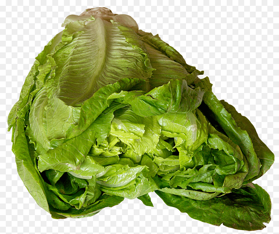 Lettuce, Food, Plant, Produce, Vegetable Free Png