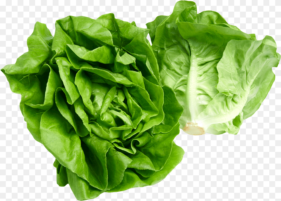 Lettuce, Food, Plant, Produce, Vegetable Free Png Download