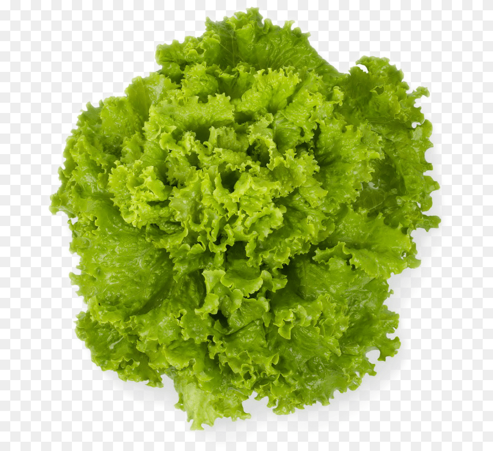 Lettuce, Food, Plant, Produce, Vegetable Free Png Download