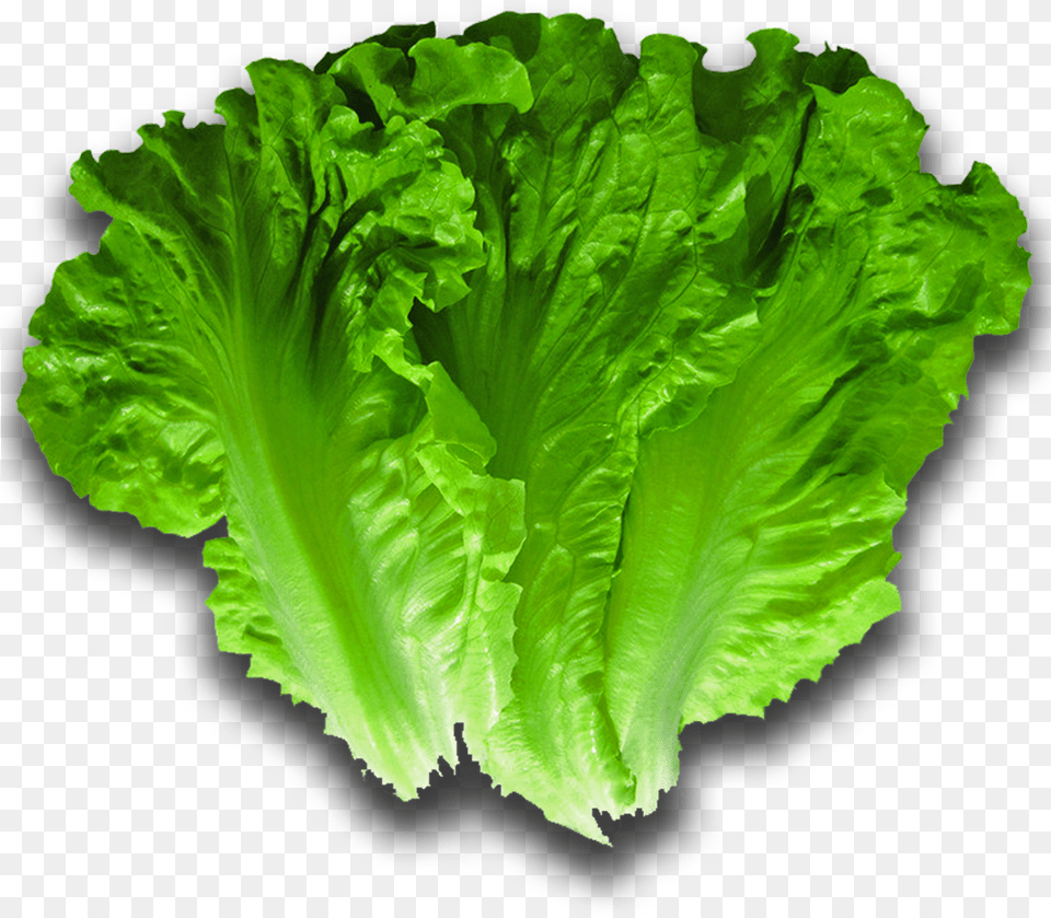 Lettuce, Food, Plant, Produce, Vegetable Free Png Download