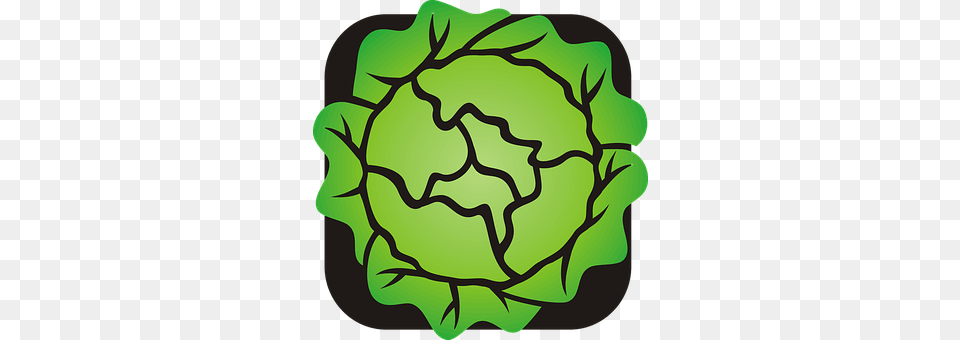 Lettuce Green, Food, Produce, Leafy Green Vegetable Free Transparent Png