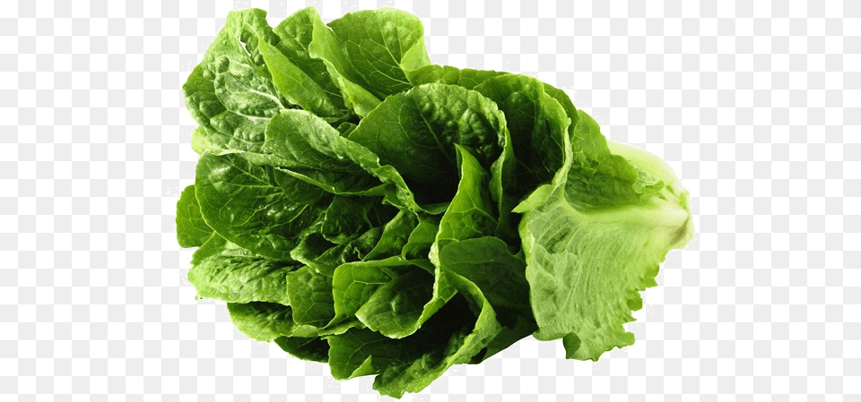 Lettuce 3 Lettuce, Food, Plant, Produce, Vegetable Png Image